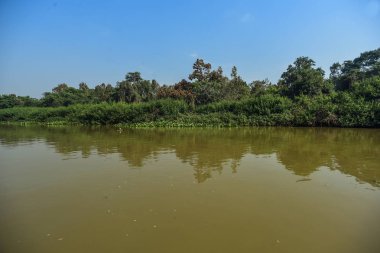 Nehir manzarası ve orman, Pantanal, Brezilya