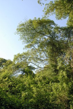 Santa Lucia haliç yakınlarındaki Orman, Güney Afrika