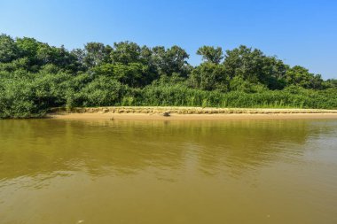 Nehir manzarası ve orman, Pantanal, Brezilya