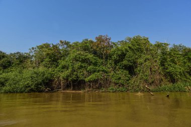 Nehir manzarası ve orman, Pantanal, Brezilya