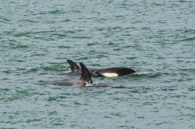 Orcas avcılık, Patagonia, Arjantin
