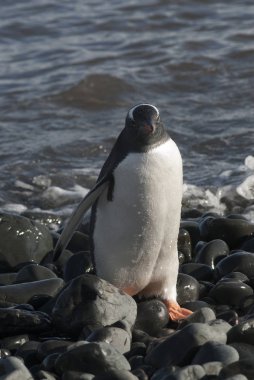 Antarktika'nın plajda Gentoo pengueni