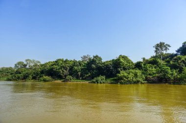 Nehir manzarası ve orman, Pantanal, Brezilya