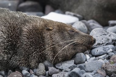 Antarktika kürk mühür plajda, Antarktika 