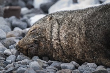 Antarktika kürk mühür plajda, Antarktika 