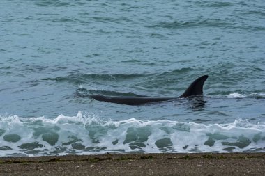 Orca avcılık, Patagonia, Arjantin
