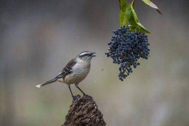 Beyaz Mockingbird dal, Patagonia, Arjantin bantlı. 