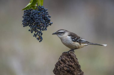 Beyaz Mockingbird dal, Patagonia, Arjantin bantlı. 