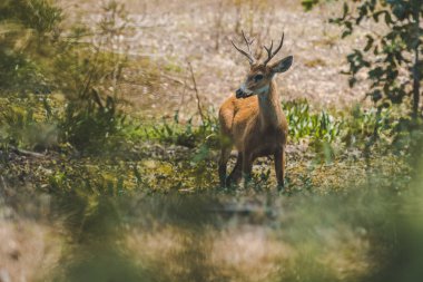 Marsh geyik, pantanal Brezilya