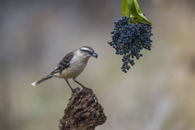 Beyaz Mockingbird dal, Patagonia, Arjantin bantlı. 