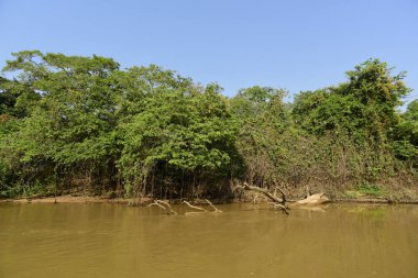 Nehir manzarası ve orman, Pantanal, Brezilya