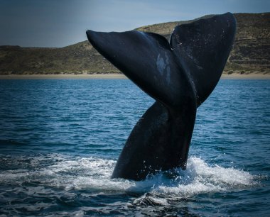 Balina kuyruğu Yarımadası Valdes, Patagonia, Arjantin