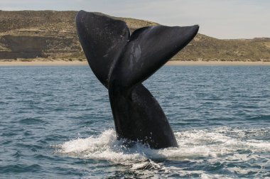 Balina kuyruğu Yarımadası Valdes, Patagonia, Arjantin