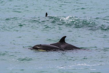 Orca avcılık, Patagonia, Arjantin