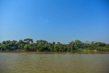 Nehir manzarası ve orman, Pantanal, Brezilya