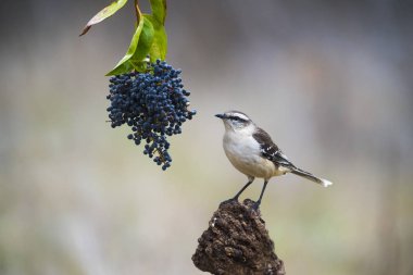 Beyaz Mockingbird dal, Patagonia, Arjantin bantlı. 