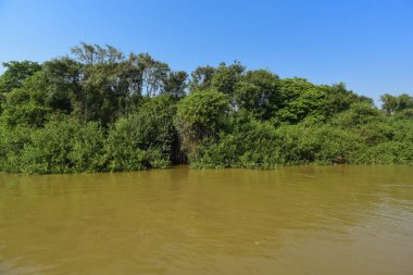 Pantanal orman ekosistemi, Mato Grosso, Brezilya 