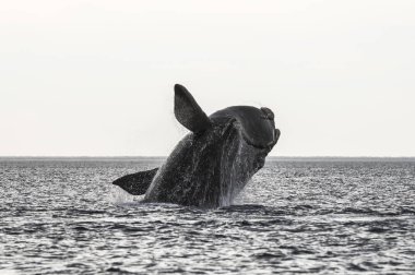 Balina Yarımadası Valdes, Patagonia, Arjantin atlama