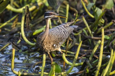 Sunbittern kuş orman ortamında, Pantanal Brezilya