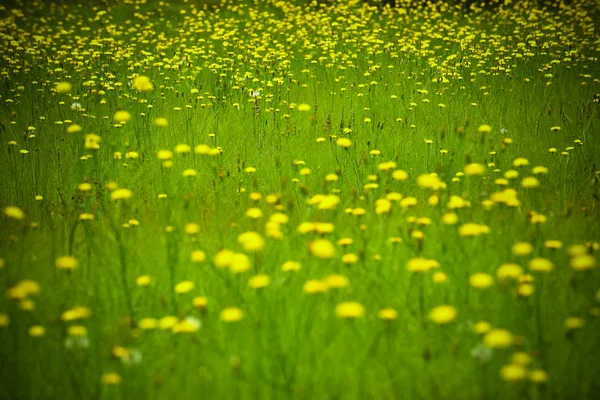 Letní Květiny Patagonii Argentina — Stock fotografie