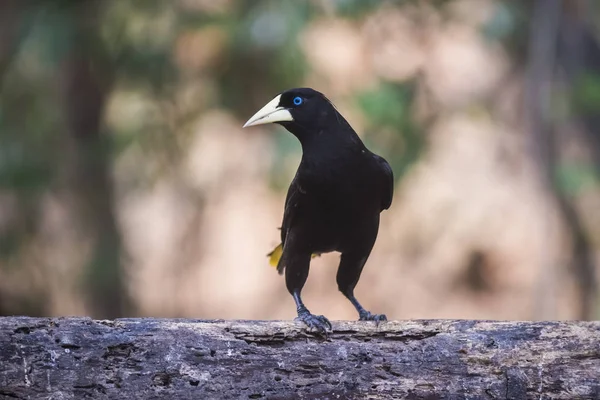 Yellow Rumped Cacique Cacicus Cela Pantanal Brazil — Stock Photo, Image