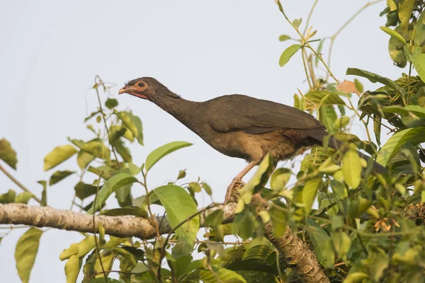 Guan Patas Oscuras Ambiente Selvático Pantanal Brasil — Foto de Stock