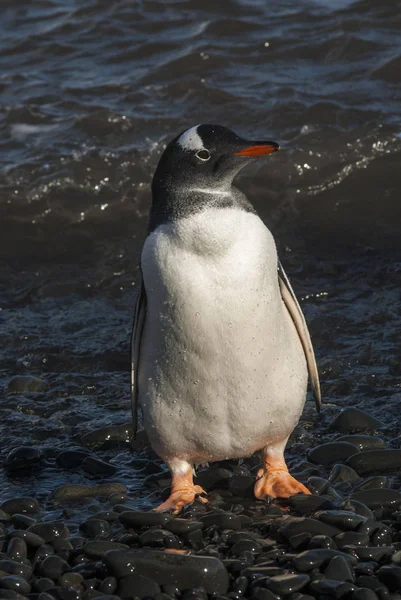 Pinguim Gentoo Praia Antártida — Fotografia de Stock