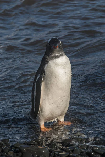 Gentoo Pingvin Strandon Antarktisz — Stock Fotó