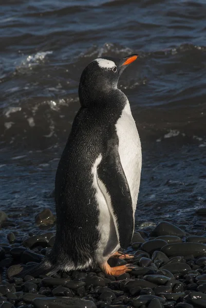 Gentoo Penguin Beach Antarctica — Stock Photo, Image