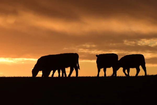 Vacas Que Alimentan Contra Puesta Del Sol Pampa Argentina — Foto de Stock