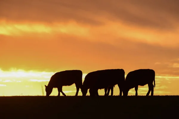 Vaches Nourrissant Contre Coucher Soleil Pampas Argentine — Photo