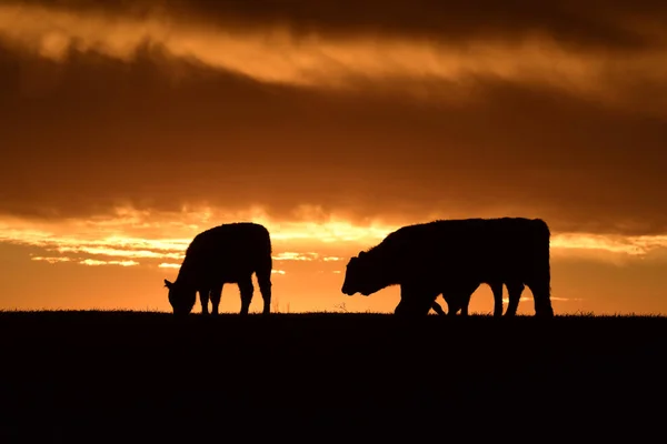 Kor Som Utfodring Mot Solnedgången Pampas Argentina — Stockfoto