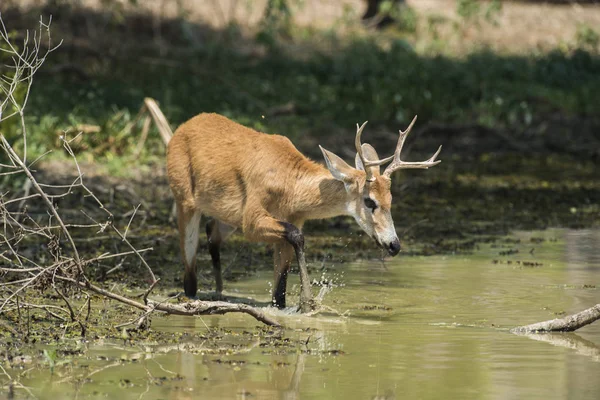 Cervo Pântano Pantanal Brasil — Fotografia de Stock