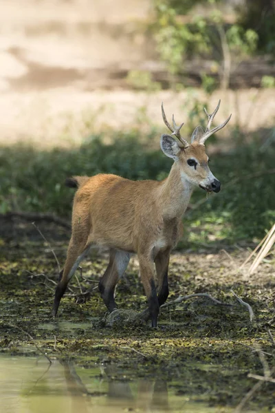 Cervo Pântano Pantanal Brasil — Fotografia de Stock