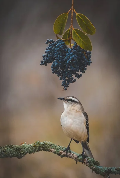 Weiß Gebänderter Spottvogel Auf Zweig Patagonien Argentinien — Stockfoto