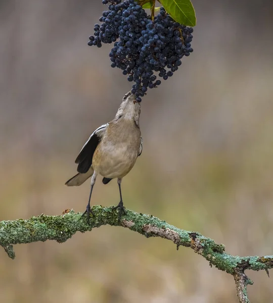 White Banded Mockingbird Feeding Patagônia Argentina — Fotografia de Stock