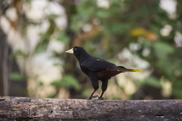 Gelber Rumpelkacique Cacicus Cela Pantanal Brasilien — Stockfoto