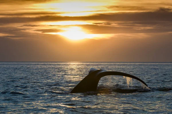Whale Svans Halvön Valdes Patagonien Argentina — Stockfoto