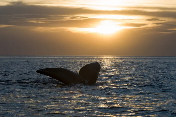 Whale Tail Peninsula Valdes Patagonia Argentina — Stock Photo, Image
