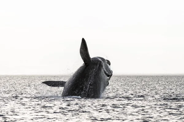 Whale Jumping Peninsula Valdes Patagonia Argentina — Stock Photo, Image