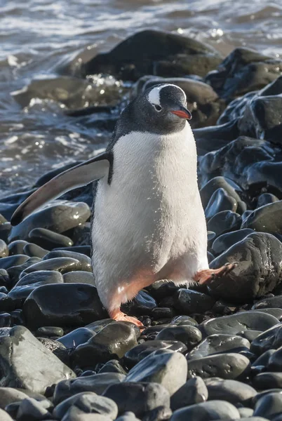 Pinguim Gentoo Praia Antártida — Fotografia de Stock