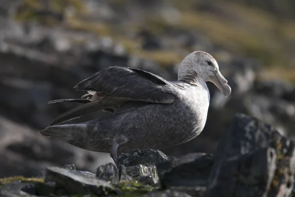 Antarktyki Petrel Olbrzymi Punkt Hannah Wyspa Livingstona — Zdjęcie stockowe