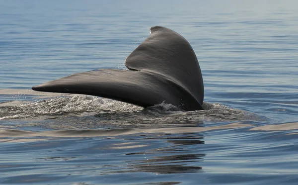 Queue Baleine Dans Péninsule Valdes Patagonie Argentine — Photo