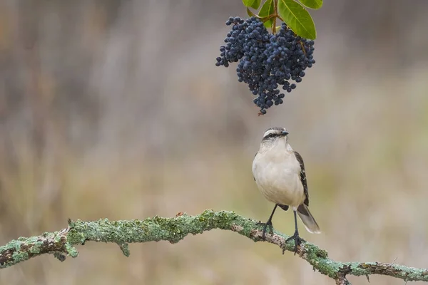 Weiß Gebänderter Spottvogel Auf Zweig Patagonien Argentinien — Stockfoto