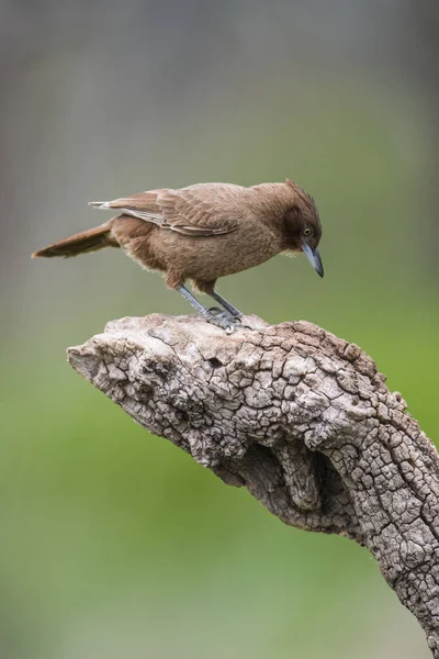 Cowbird Siedzi Drzewie — Zdjęcie stockowe