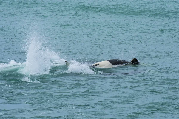 Orca Jagd Patagonien Argentinien — Stockfoto