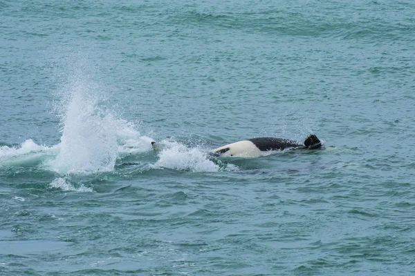 Orca Polowania Patagonia Argentyna — Zdjęcie stockowe