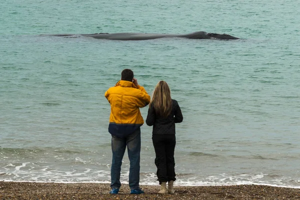 Turisté Pozorují Velryby Pozorování Pobřeží — Stock fotografie