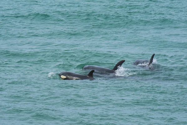 Caza Orcas Patagonia Argentina —  Fotos de Stock