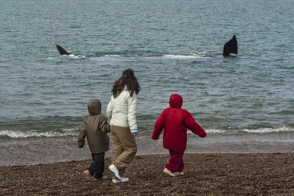 Touristes Observant Les Baleines Observation Depuis Côte — Photo